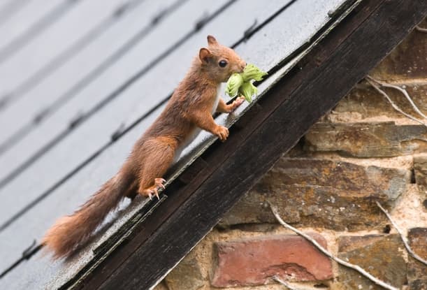 From Furry Friends to Foes Dealing with Attic Squirrel Problems