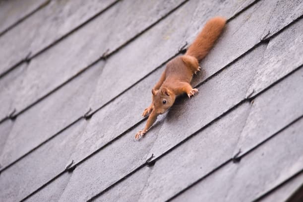 Nuisance Neighbors The Challenges of Squirrel Proofing Your Attic