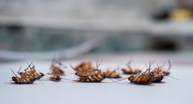 Signs of a Roach Infestation When to Call Professionals