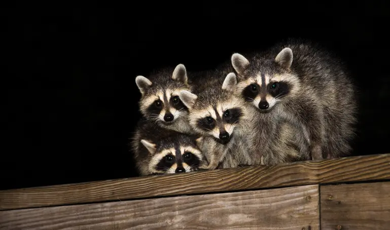 Unmasking Raccoon Biology What You Need to Know